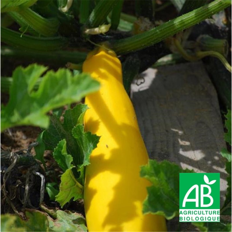 15 Graines De Courgette Jaune Atena Polka F1 - Variété Précoce Et Productive - Pour Potager - Planète Graines - 5